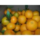 Oranges et le Mandarines Mixtes 10kg.