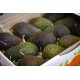 Aguacate 12 piezas