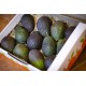 Aguacate 12 piezas