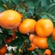 Mandarines Clémentines 4 Kg