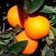 Naranjas Navelate 10 Kg